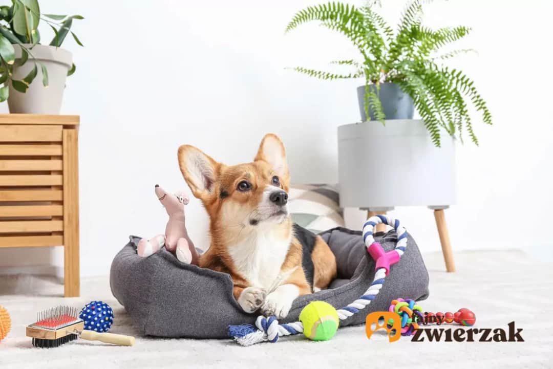 Jak zrobić bezpieczną zabawkę dla psa z butelki? Poradnik DIY