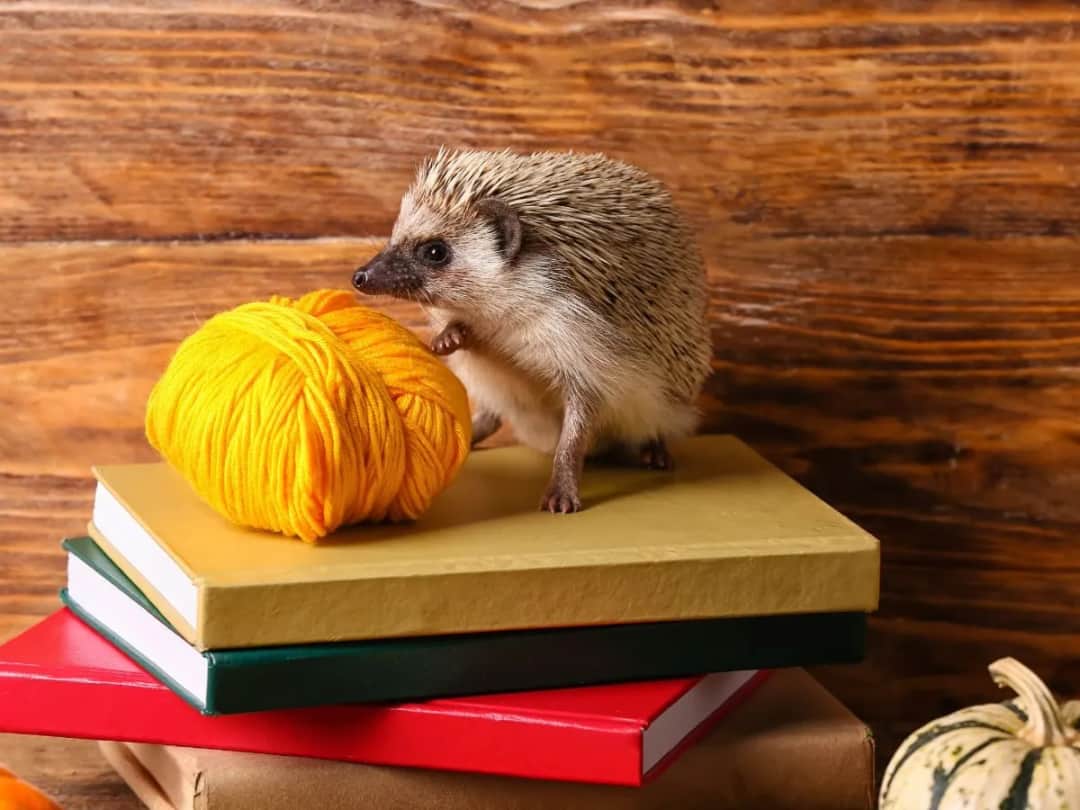 Jak zrobić jeża z butelki? Kreatywny upcykling DIY!